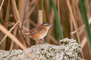 Forapaglie castagnolo; Acrocephalus melanopogon