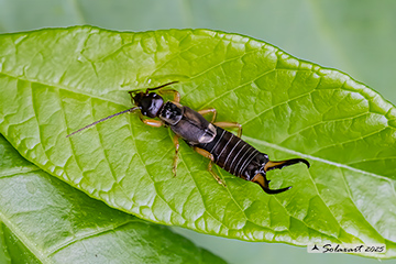 Forficula auricularia