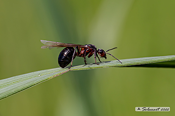 Formica rufa