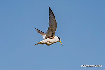 Little Tern, Sternula albifrons, Fraticello