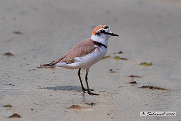 Fratino, Kentish Plover, Charadrius alexandrinus 