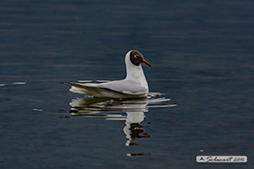 Gabbiano comune ( Chroicocephalus ridibundus)