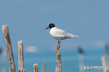 Ichthyaetus melanocephalus  -  Gabbiano corallino