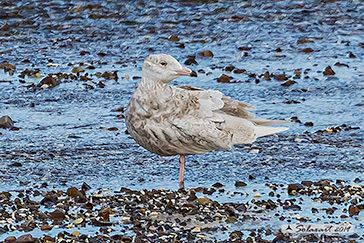 Larus hyperboreus - Gabbiano glauco - Glaucous gull