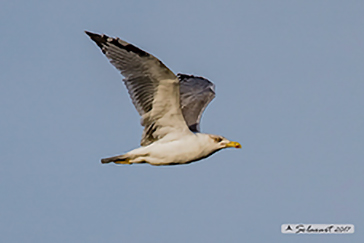 Yellow-legged Gull, Gabbiano reale mediterraneo (zampegialle)