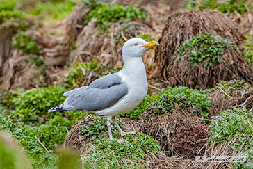 Gabbiano reale nordico - Larus argentatus