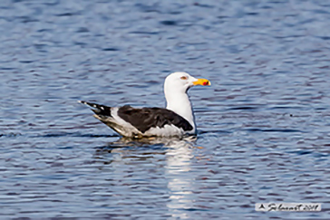 Larus fuscus - Gabbiano zafferano - Lesser black-backed gull