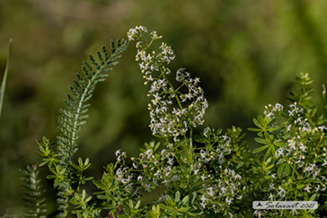 Galium lucidum