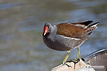 gallinella d'acqua (Gallinula chloropus)