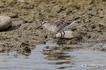 Calidris falcinellus; Frullino