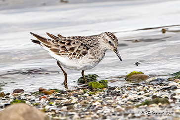 Calidris subminuta - Gambecchio_minore - Long-toed stint