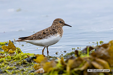 Calidris temminckii - Gambecchio nano - Temminck's Stint