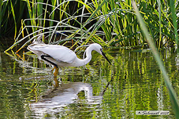 Garzetta (Egretta garzetta)