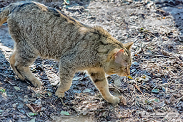 Gatto selvatico europeo (Felis silvestris silvestris) 