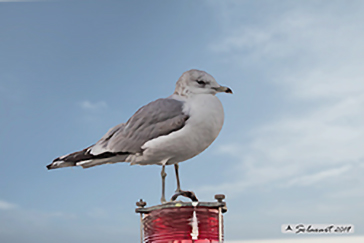 Common gull, Gavina - Larus canus