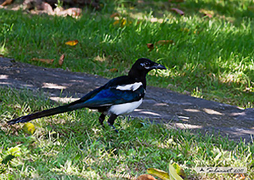 European Magpie, Gazza ladra