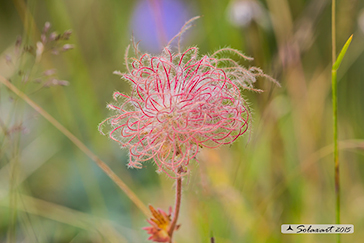 Genum montanum - Cariofillata montana - Alpine Avens