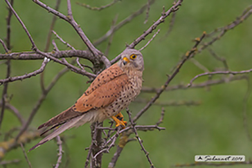 Common Kestrel, Gheppio