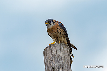 Gheppio americano; Falco sparverius