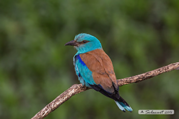 European Roller, Ghiandaia marina