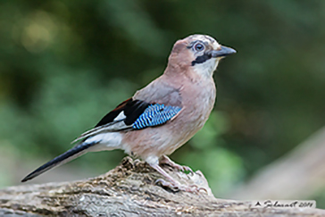 Eurasian Jay, Ghiandaia