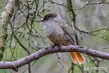 Siberian jay, Ghiandaia siberiana