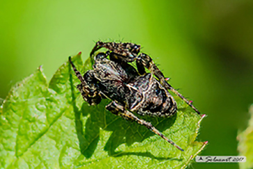 Gibbaranea bituberculata