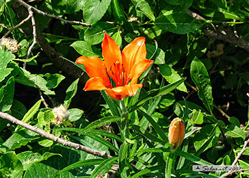 Giglio rosso - Lilium bulbiferum