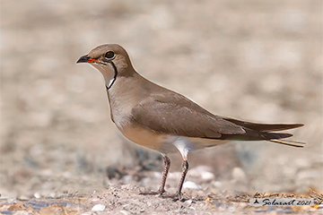 Glareola pratincola: Glareola pratincola; Collared Pratincole