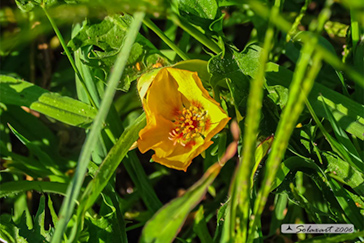 Glaucium flavum