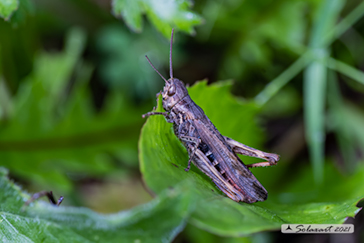 Chorthippus biguttulus