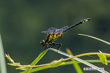 Gomphus vulgatissimus - maschio 