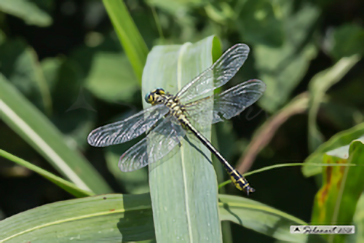 Stylurus flavipes 