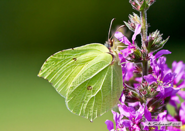 Gonepteryx Rhamni 