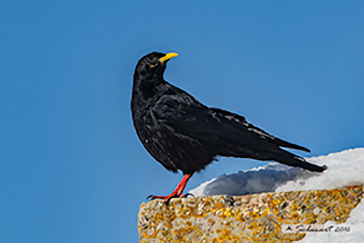 Alpine chough, Gracchio alpino