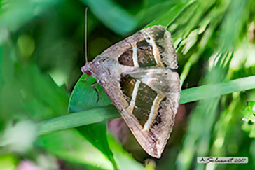 Grammodes bifasciata