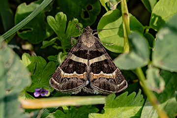 Grammodes stolida