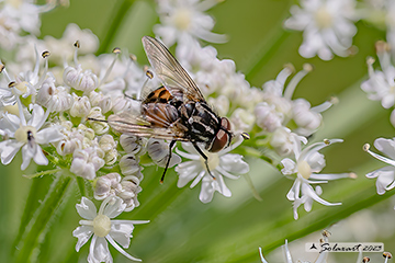 Graphomya maculata