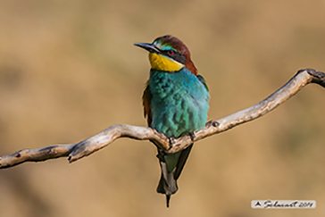 European Bee-eater, Gruccione