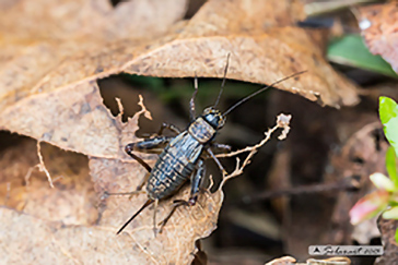 Nemobius sylvestris