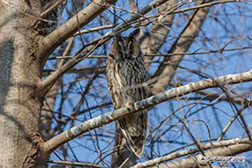 Gufo comune - Asio otus - long-eared Owl