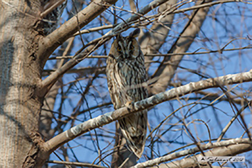 Gufo comune - Asio otus - long-eared owl