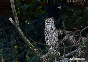 Great Horned Owl, Gufo reale virginiano