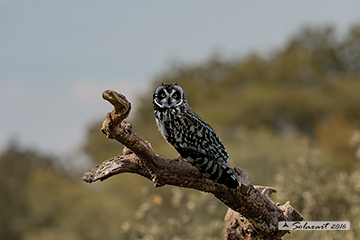 di palude - Asio flammeus - Short-eared Owl
