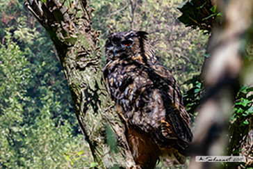 Bubo bubo - Gufo reale - Eurasian eagle-owl