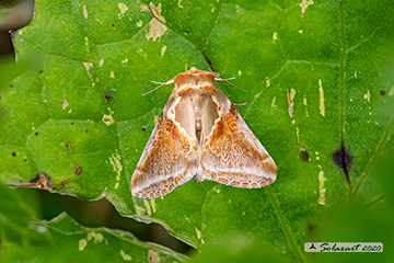 Habrosyne pyritoides - Buff arches