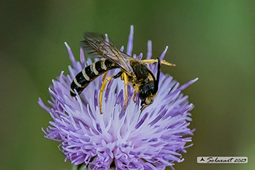 Halictus scabiosae