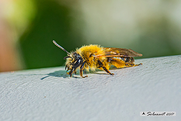 Halictus sexcinctus