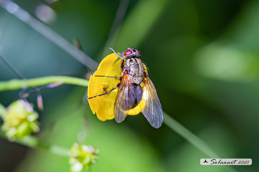 Helina impuncta