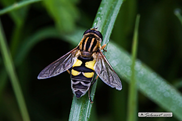 Helophilus trivittatus